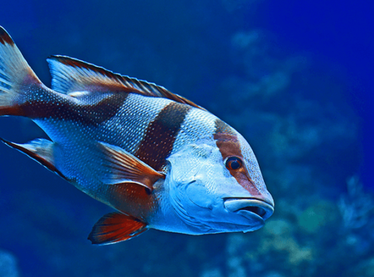 Poisson Tang bleu et rose