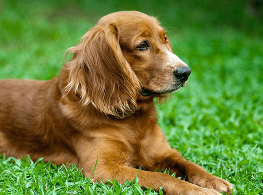 Chiot Golden Retriever