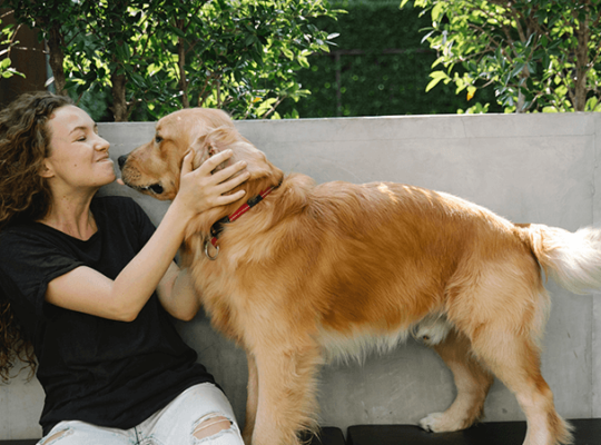 Chiot Golden Retriever