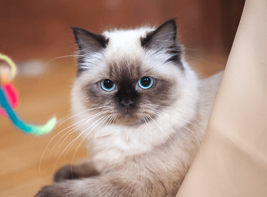 Éleveur de Ragdolls Chat blanc