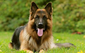 German Shepherd Femelle