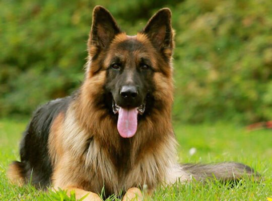 German Shepherd Femelle