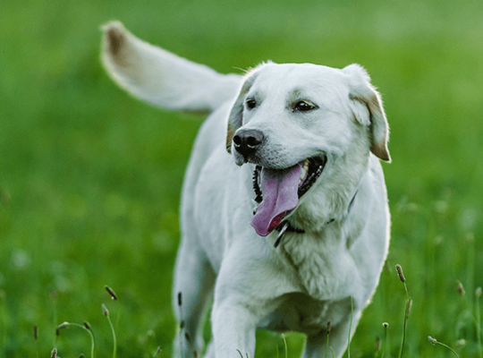 Chiot Golden Retriever