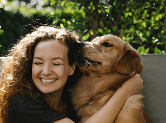 Chiot Golden Retriever