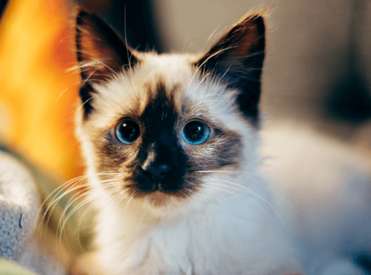 Éleveur de Ragdolls Chat blanc