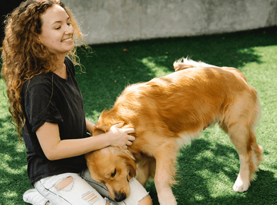 Chiot Golden Retriever