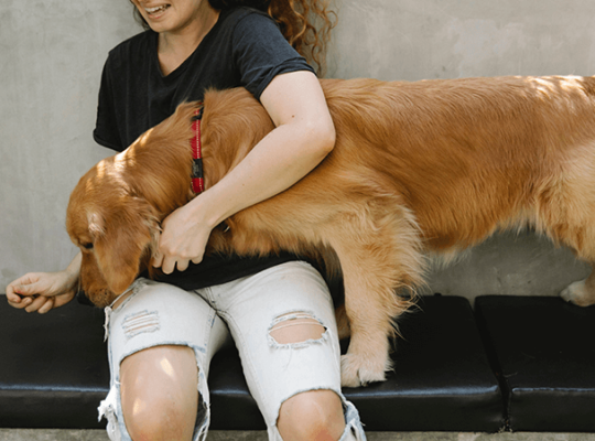 Chiot Golden Retriever