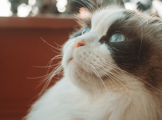 Éleveur de Ragdolls Chat blanc