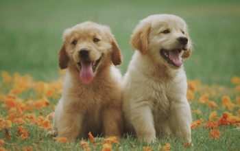 Chiot Golden Retriever