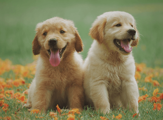 Chiot Golden Retriever