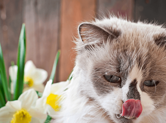 Éleveur de Ragdolls Chat blanc