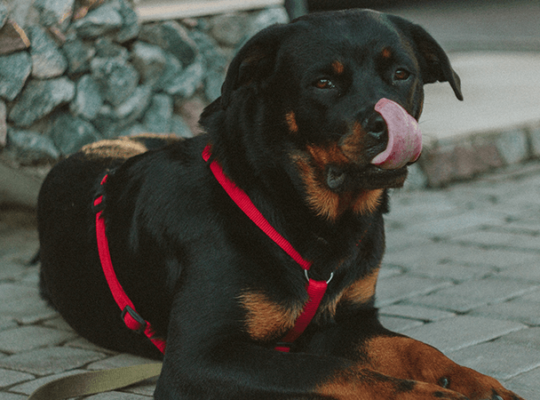 Paire de Rottweiler