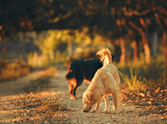 Chiot Golden Retriever