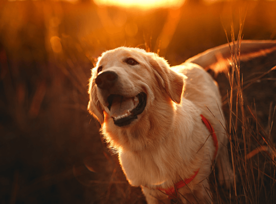 Chiot Golden Retriever