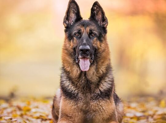 German Shepherd Femelle