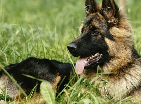 German Shepherd Femelle