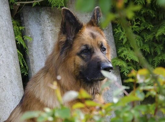 German Shepherd Femelle