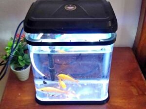 Aquarium avec 3 poisson