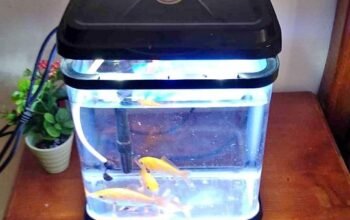 Aquarium avec 3 poisson
