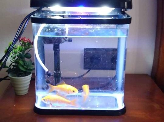 Aquarium avec 3 poisson