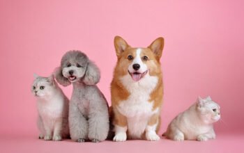 Les avantages et les responsabilités d’avoir un animal de compagnie